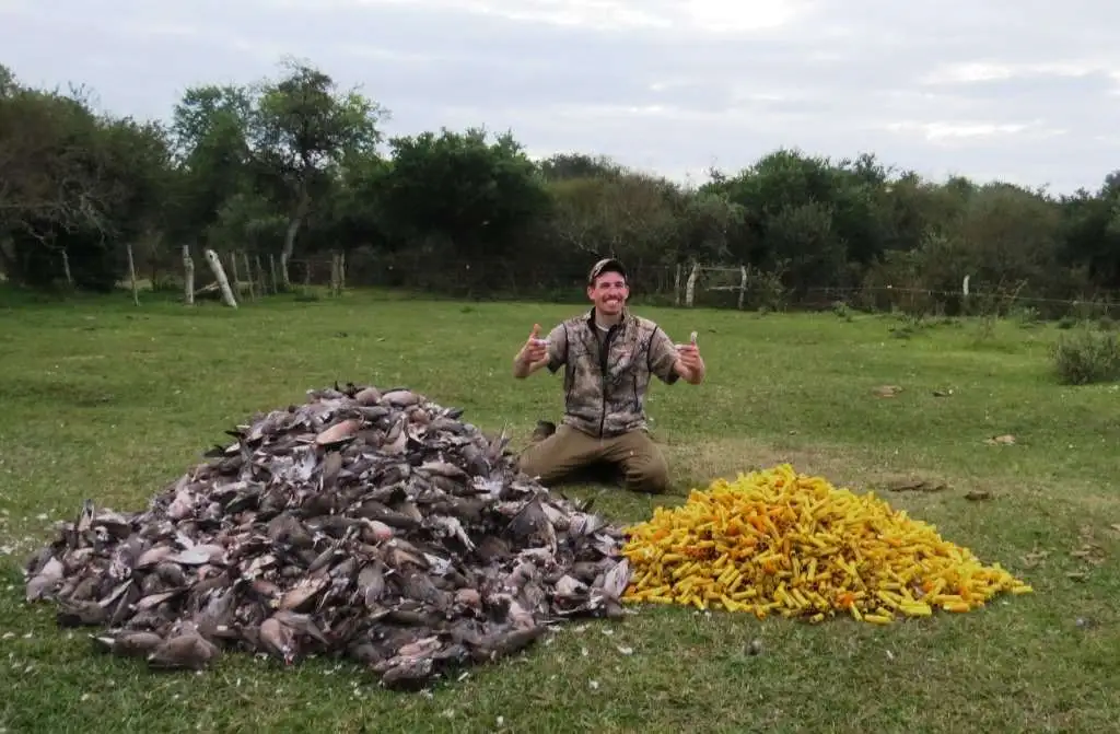 High volume dove shooting gallery image 6