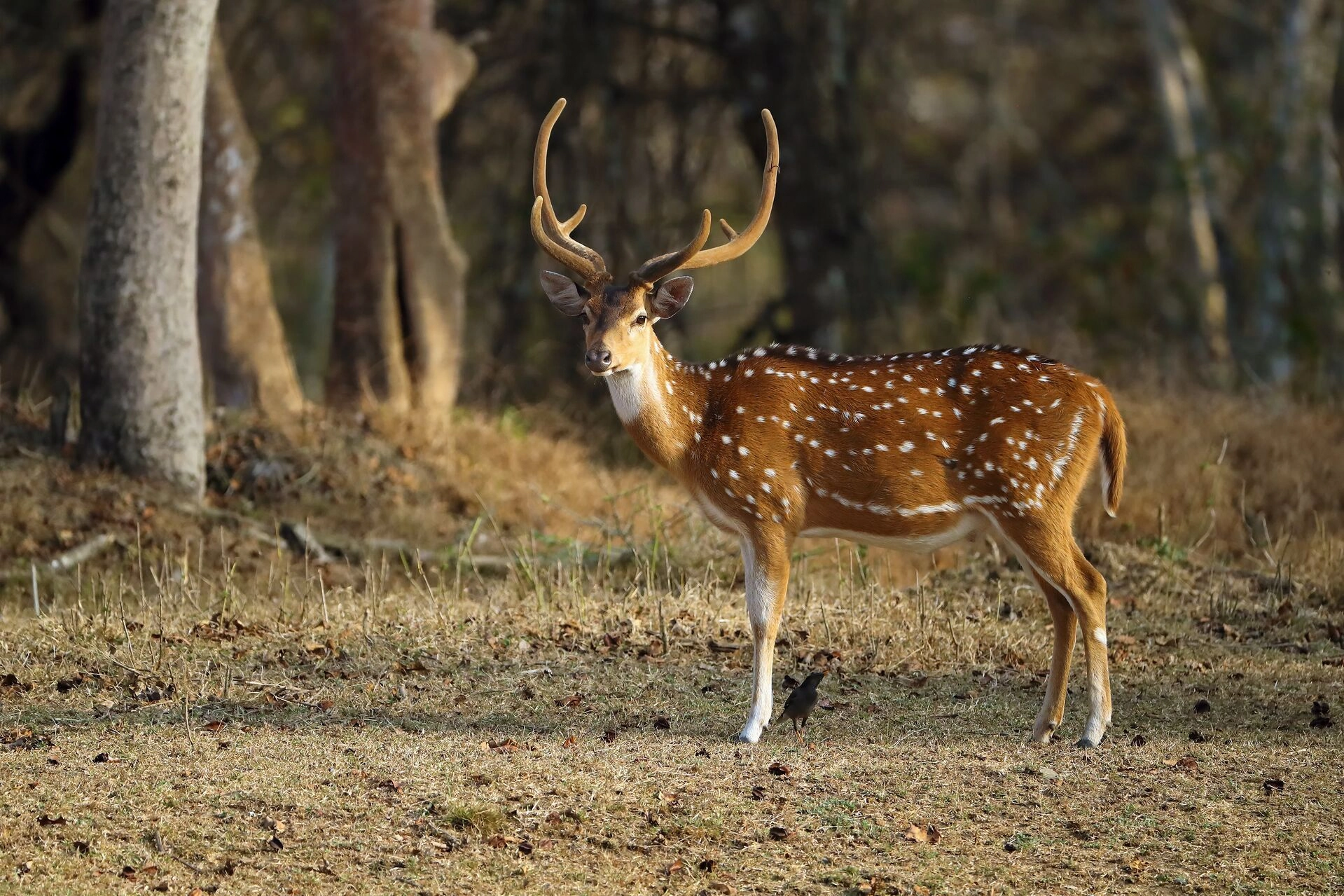Axis deer in open plains