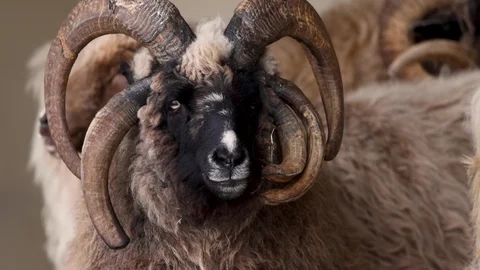 Ram with multiple horns