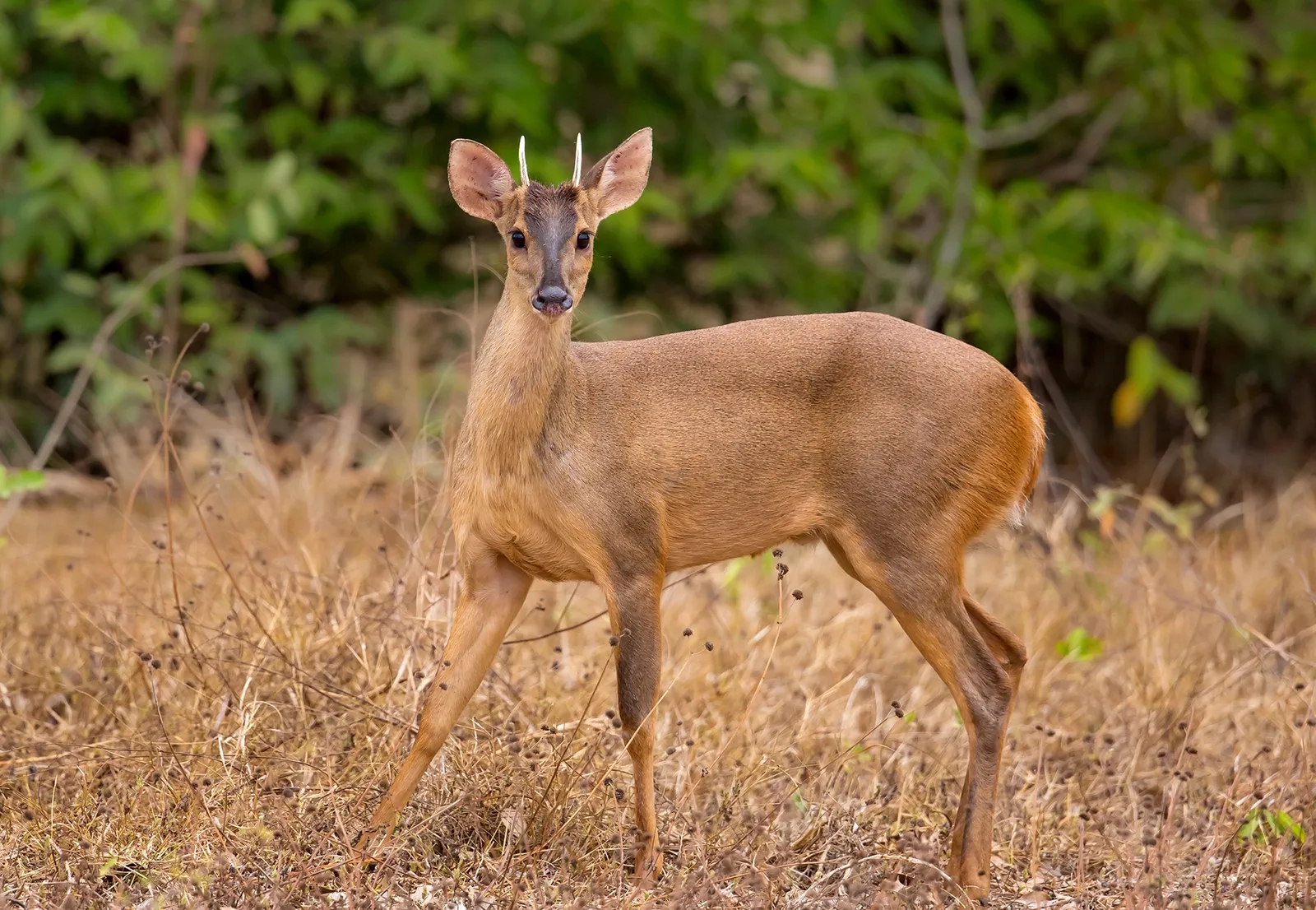 Brocket deer in woodland