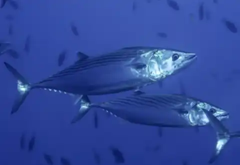 Atlantic bonito offshore