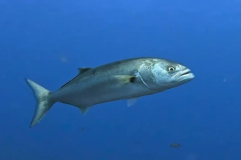 Bluefish in the South Atlantic
