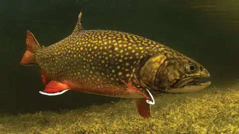 Brook trout in a Patagonia stream