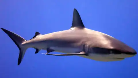 South Atlantic sharks