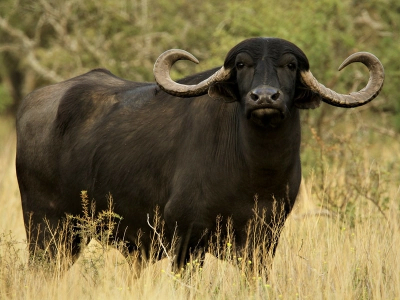 Water buffalo in tall grass